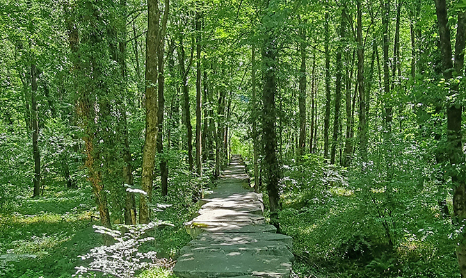 Steinplattenweg im Wald